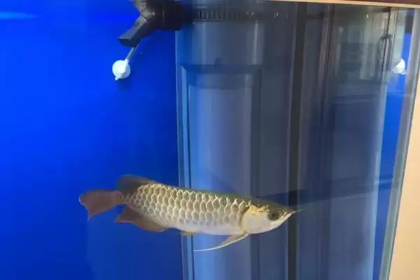 蓝底金龙鱼的灯光选择 ,蓝底金龙鱼为何可选超光灯等？插图1