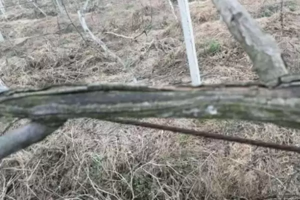 种植猕猴桃预防冻害的方法和重点？种植猕猴桃防冻需注意什么？插图3