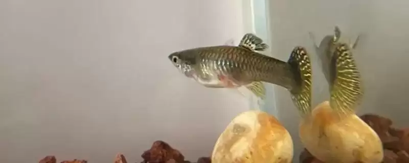 孔雀鱼受伤的原因 ,哪些情况会导致孔雀鱼受伤呢？-会东网