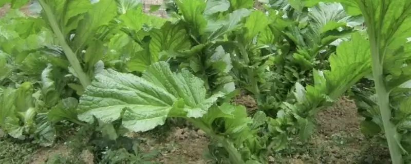 芥菜对光照的喜好 ,芥菜属于喜阴还是喜阳的作物-会东网