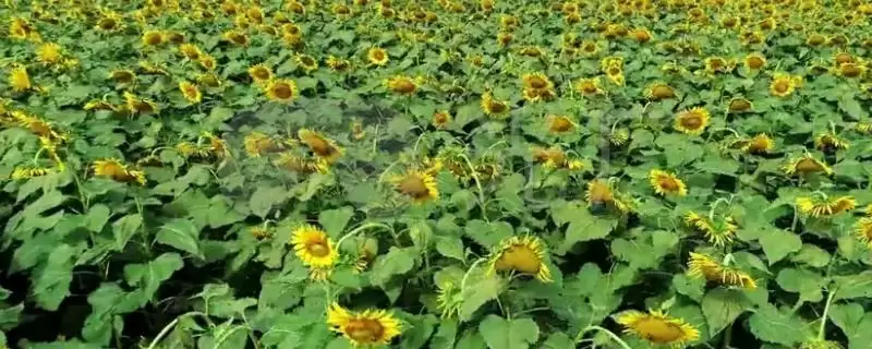 如何避免向日葵出现空籽？种植向日葵要防范哪些出现空籽的情况？-会东网