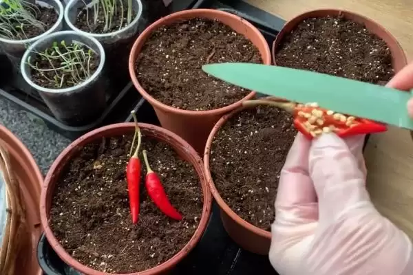 辣椒的种植时间 ,辣椒在春季和秋季种植有何不同？插图4