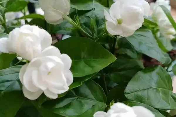茉莉具有什么样的风水寓意呢 ,茉莉代表提升气运、招财聚财等风水寓意插图3