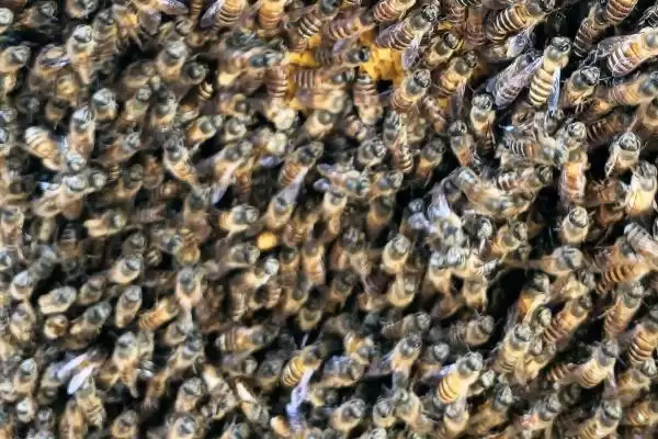 消除分蜂热的方法，根本途径是更换蜂王插图1
