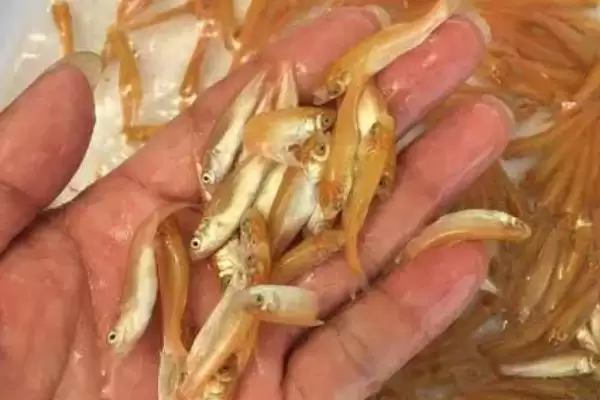 金丝鲩的产地 ,金丝鲩的主要产地在哪些地方插图2