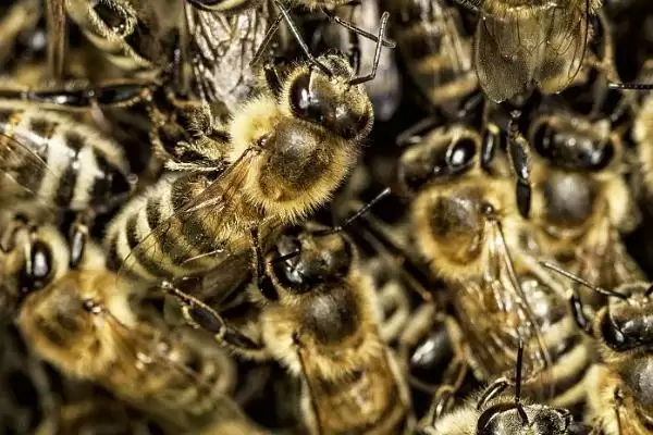 意大利蜜蜂的特点，生产力、采集力和育虫力强插图1