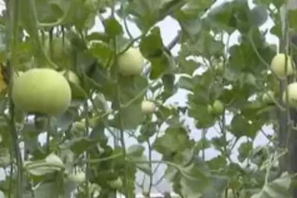 了解香瓜炭疽病的方法和重点？认识香瓜炭疽病要做好哪些细节？插图2