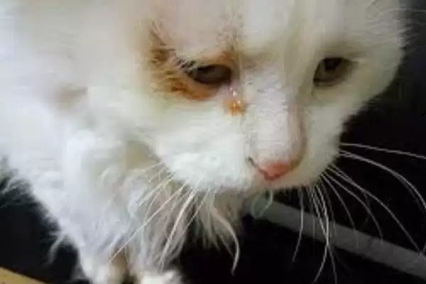 为什么猫咪会哭?了解猫咪哭的原因要知晓哪些猫咪健康、情绪和行为表现要点?插图4 为什么猫咪会哭?了解猫咪哭的原因要知晓哪些猫咪健康、情绪和行为表现要点?插图4