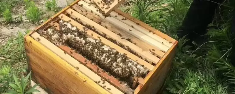 拆分蜂群的方法，可直接将原蜂箱中的部分蜂脾、蜜脾放入新蜂箱中-会东网