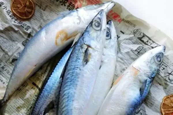 青条鱼别称由来：又叫青花鱼的名称渊源插图1