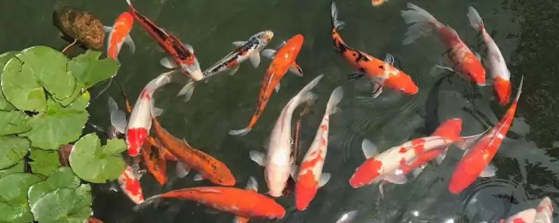 锦鲤鱼的简介 ,锦鲤鱼是一种怎样的观赏鱼呢-会东网