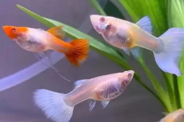 孔雀鱼背部烂肉的存活情况 ,孔雀鱼背部烂肉能存活取决于什么？插图3
