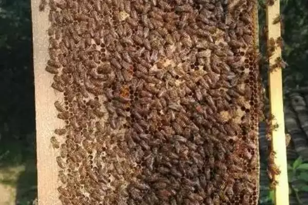 蜜蜂爬蜂病的种类，不同种类的防治方法不同插图1