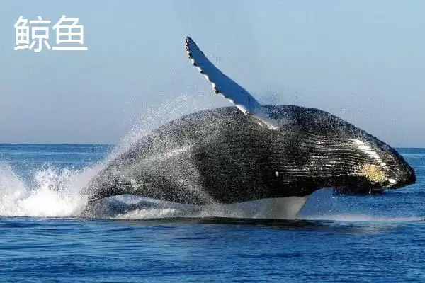 鲸鱼的类别 ,鲸鱼属于鱼类还是其他什么动物呢插图2