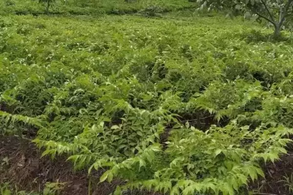 魔芋种子育苗技术有哪些要点呢 ,魔芋种子育苗依种芋大小分开播种插图1