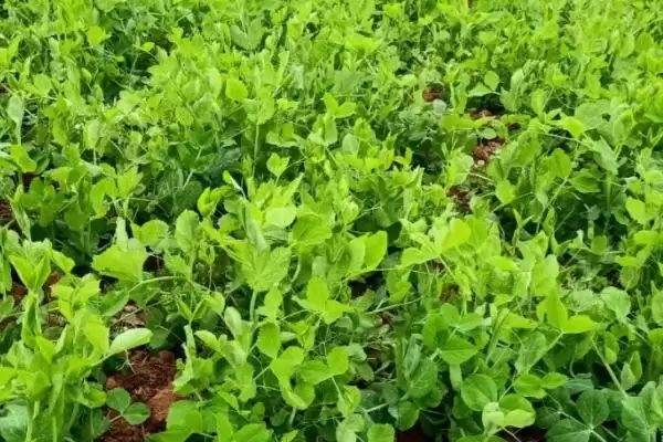 豌豆的种植方法？种植豌豆要遵循哪些科学的种植步骤和管理要点？插图1