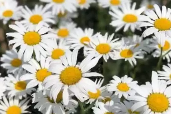 菊花种子的育苗方法 ,菊花种子在春季何时育苗为佳呢？插图3