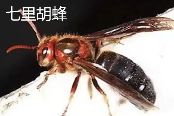 杀人蜂是什么蜂，实际上是多种剧毒蜂类的俗称插图4