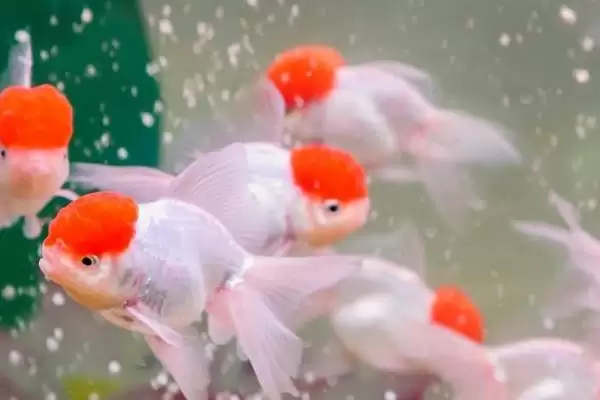 金鱼的食物种类 ,金鱼可以喂哪些种类的食物插图2 金鱼的食物种类 ,金鱼可以喂哪些种类的食物插图2