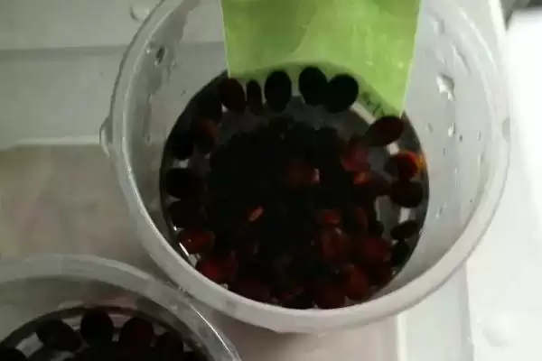 西瓜种子催芽方法的方法和重点？西瓜种子催芽要做好哪些细节？插图2