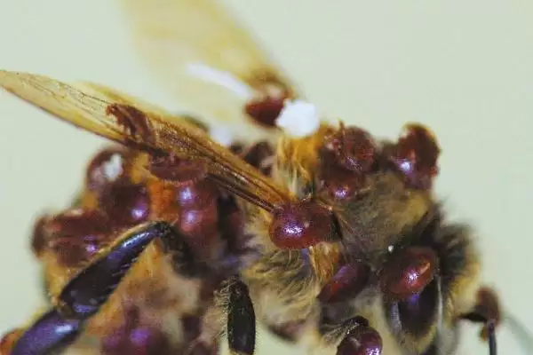杀蜂螨的方法，可采用断子灭杀法、喷施药物法或挂药熏蒸法插图2