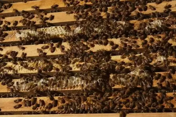 养中蜂的忌讳，最忌乱加巢脾插图2
