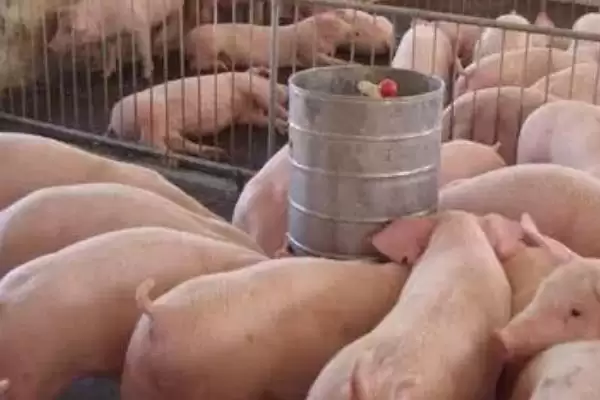 养猪快速增肥的方法和重点?养猪要做好哪些增重管理细节?插图3 养猪快速增肥的方法和重点?养猪要做好哪些增重管理细节?插图3