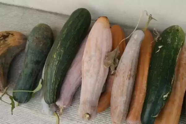 窝瓜冬天保存的方法和重点？保存窝瓜要做好哪些细节？插图1