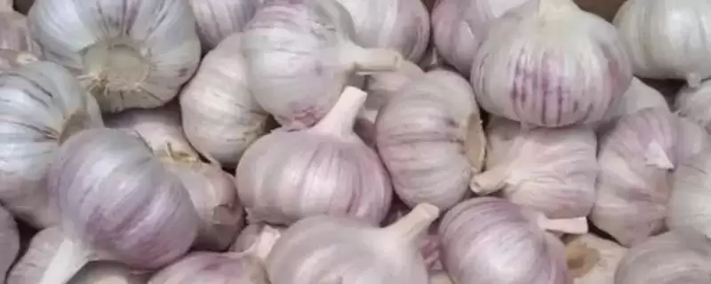 确定种大蒜时间的方法和重点？确定种大蒜时间要做好哪些细节？-会东网