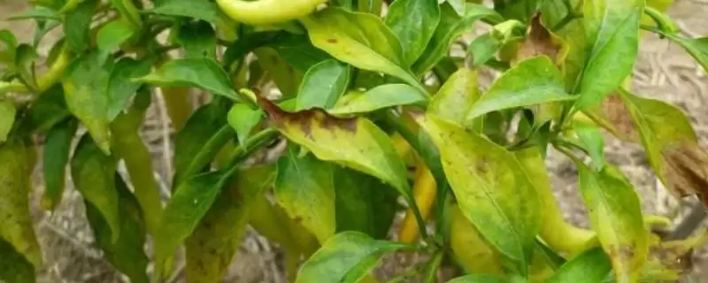 辣椒落叶的原因 ,哪些不适因素会导致辣椒落叶呢？-会东网