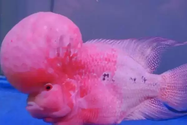 流动水适合养殖的鱼类 ,流动水养龙鱼有什么好处呢？插图3