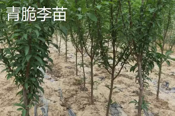 李子树苗有哪些好品种，蜂糖李、青脆李等品种均可选择插图3