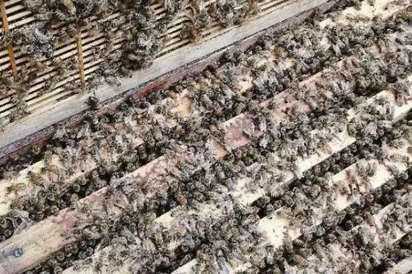 盗蜂是怎么形成的，蜜源匮乏或蜂场管理不善都会导致插图1