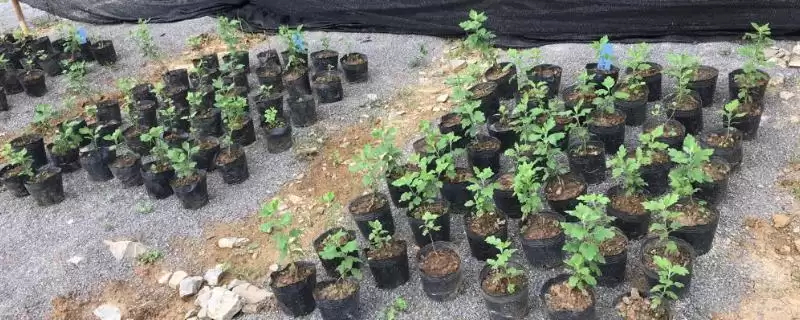 菊花种子的育苗方法 ,菊花种子在春季何时育苗为佳呢？-会东网