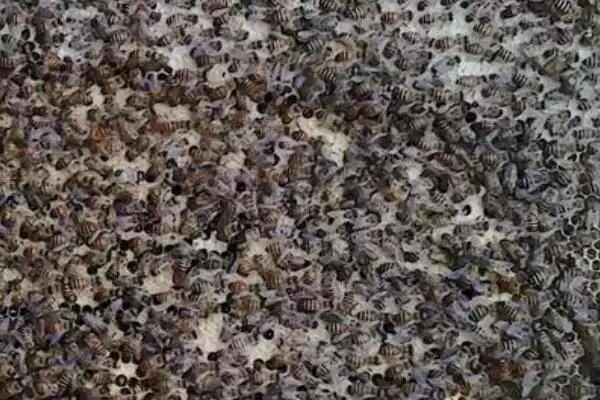 中蜂秋繁何时加脾，群势较强时可直接整张加脾插图1