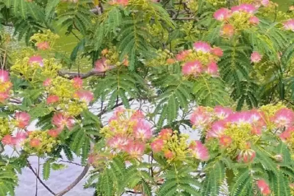 合欢花能不能吃，可冲泡饮用或做粥食用插图3