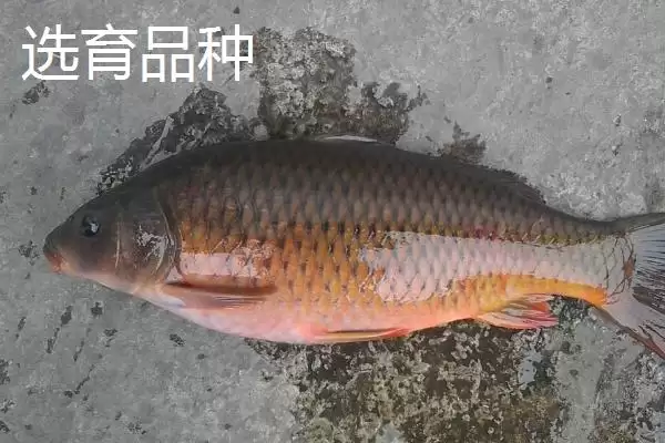 鲤鱼的适宜垂钓时间 ,鲤鱼在不同季节何时好钓？插图4