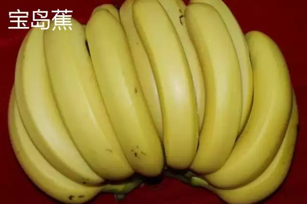台湾香蕉的主要栽培品种，常见的有李林蕉、玫瑰蕉、旦蕉等插图9