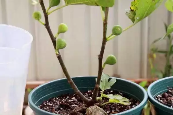 无花果有花吗，无花果有花插图3