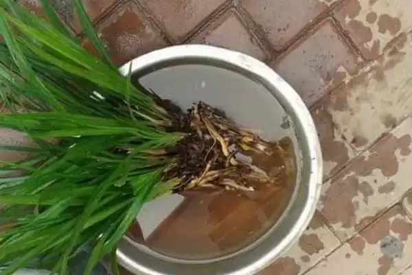 兰花的种植方法 ,兰花种植前消毒杀菌有何重要性？插图2