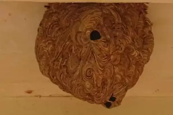 马蜂窝怎么安全处理，试试这4种方法插图4