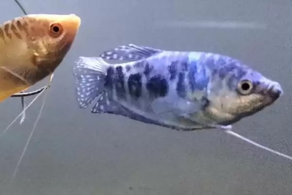 曼龙鱼会不会吃虾 ,曼龙鱼主食包括什么食物插图3