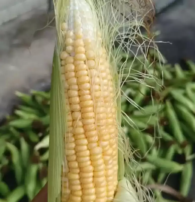 玉米种植全攻略:从选种到丰收的智慧-会东网