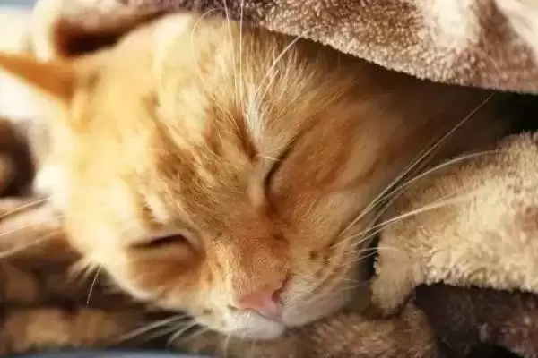 猫间歇性发烧的原因有哪些 ,猫间歇性发烧由何引起插图2