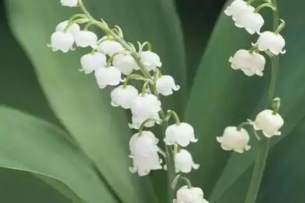 铃兰的植物简介 ,铃兰为什么是我国传统中药材？插图4