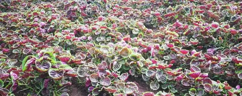 目前哪些野菜具有种植前景呢,芦蒿、苋菜、苦菜等野菜有种植前景插图 目前哪些野菜具有种植前景呢,芦蒿、苋菜、苦菜等野菜有种植前景插图