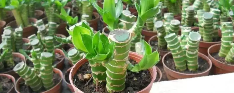 盆栽富贵竹养殖技巧:温暖环境中生长的关键要点插图 盆栽富贵竹养殖技巧:温暖环境中生长的关键要点插图