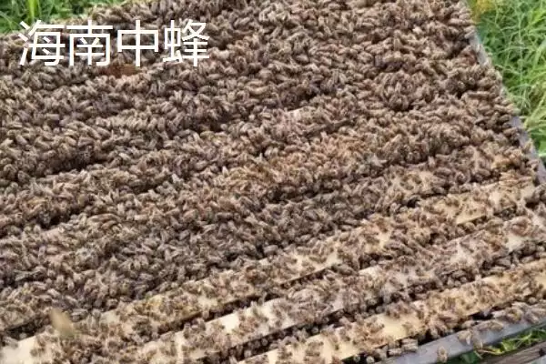 海南中蜂品种介绍，群势较小但具有较强的采集能力插图11