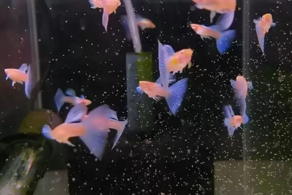 孔雀鱼颜色变浅的原因 ,水温水质如何影响孔雀鱼颜色？插图2