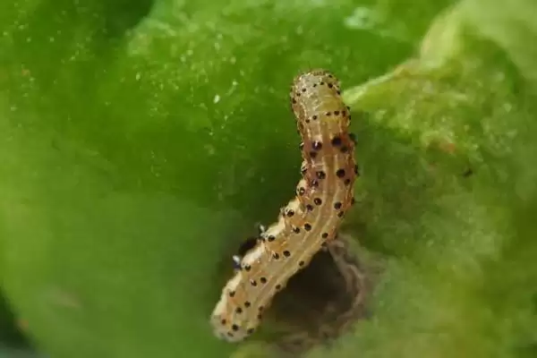 有哪些蛀食性害虫，包括小蠹科、透翅蛾科、象甲科等种类插图3